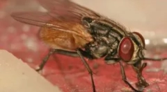 Muh larvy v člověku