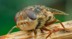 Larvy ovsa v lidském těle a zvířeti