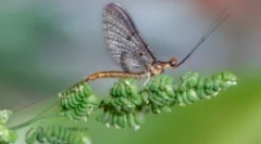 Larvy bary a rybaření