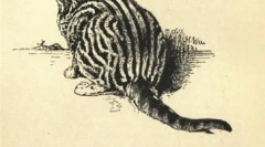 Tvář ​​značky whiskry a další hvězdy cat reklamy