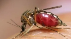 Žlutá horečka, denga a zika, nesená komáři