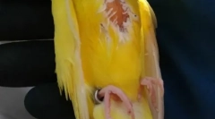 Lipoma papoušek, příčiny, léčba