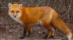 Fox obyčejný