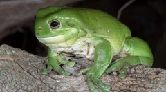 Corollovopali právní historie