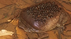 Žába pip