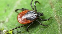 Zvědavá fakta o klíšťatech
