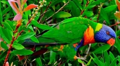 Loriquet multicolor