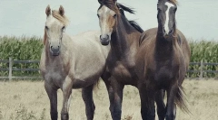 Koně: zajímavá fakta o nejznámějších zvířatech 🐎