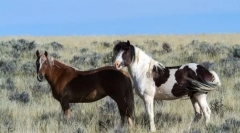 Koně nového světla