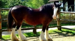 Koně-těžké nákladní automobily