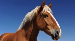 Koňská síla