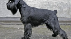 Nejlepší chov psů pro apartmány