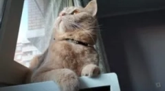Nejlepší obojky z blech a klíšťat pro kočky