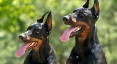 Nejlepší kennels dobermans