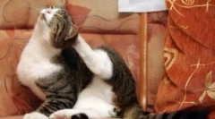 Nejlepší soubory z bloch: recenze a kritéria