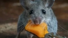 Nejlepší léky z krys a myší