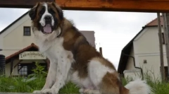 Nejlepší watchdogs pro soukromý dům