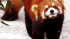Malá panda