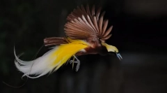 Malý paradise bird