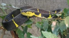 Mangrovový snake