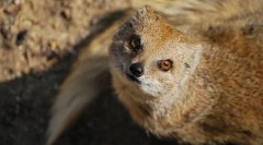 Mongoose (foto): hojivý had lovec