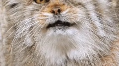 Manul: zajímavá fakta o stepní kočce