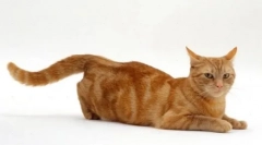 Martov kočky: konečný lov