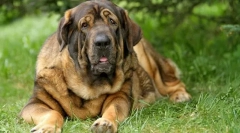 Doga