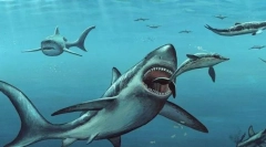 Megalodon