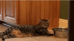 Maine coon