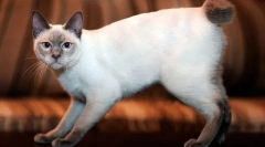 Mekong bobtail (foto): exotická thajská kočka s krátkým ocasem