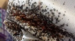 Preventivní opatření z bedbugs v bytě