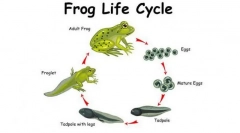 Metamorfóza montérků