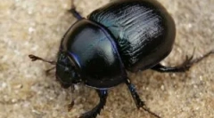 Mýty a pravda o brouků scarabs