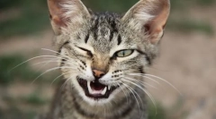 Mimic a cat gesta