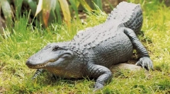 Alligator missisypsky