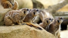 Savci. Stavební a charakteristika