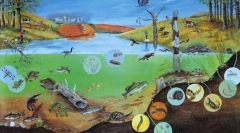 Rozmanitost organismů. Základy systematiky