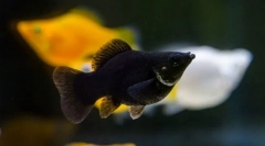 Mollyonsie (molliinesia)