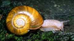 Mollusks. Práce, bivalve a cefalopod