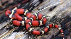 Dairy snake