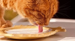 Mléčné výrobky a kočičí vejce