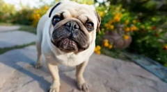 Mopsík