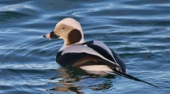 Námořnický