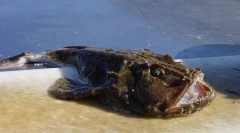 Rybář