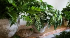 Moska v barvách pokoje: proč začínají a jak se vypořádat