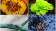 Moshki na zelenině v oblastech země