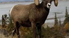 Muflony v přírodních podmínkách a jejich obsahu v voliéře