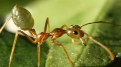Asian ant-krejčí