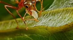 Ant-weaver